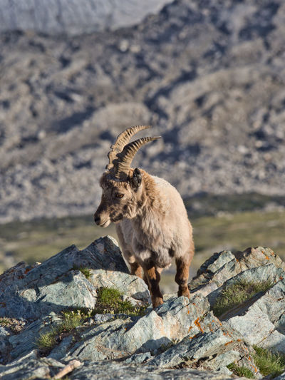 Young ibex standing on rock