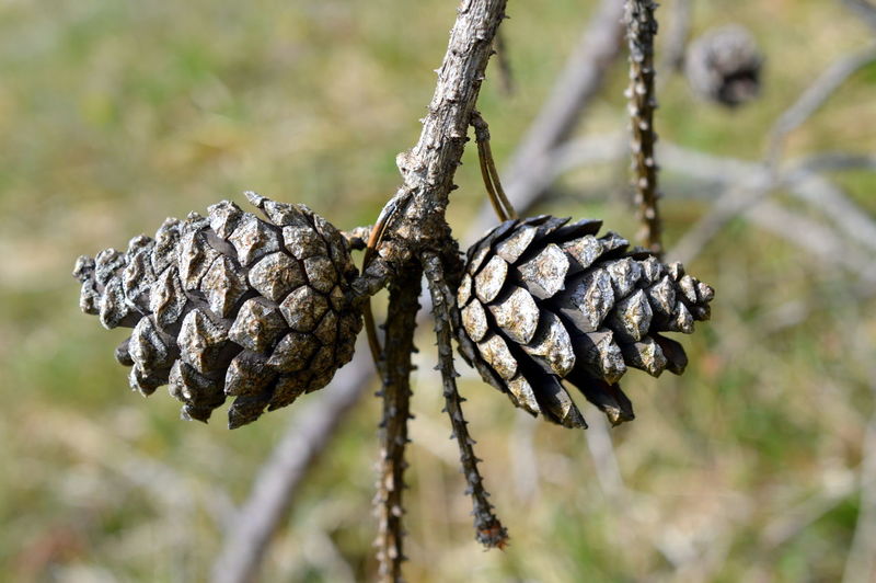 Close-up of pine cones hanging on tree