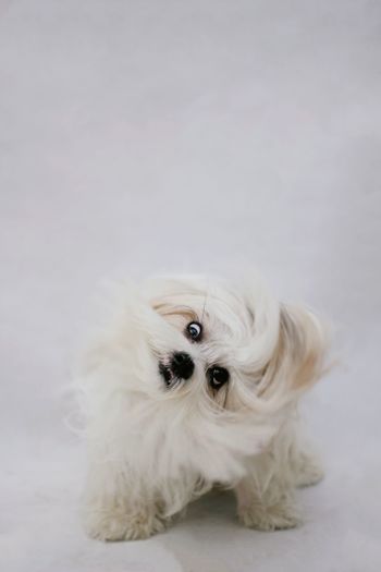 Portrait of dog