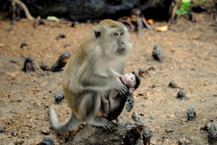 Close-up of monkey with baby