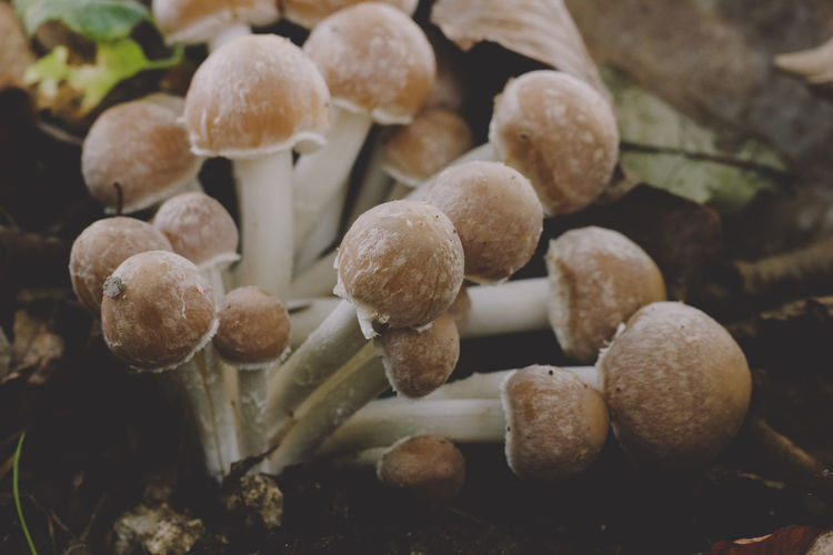 Close-up of mushrooms growing on field