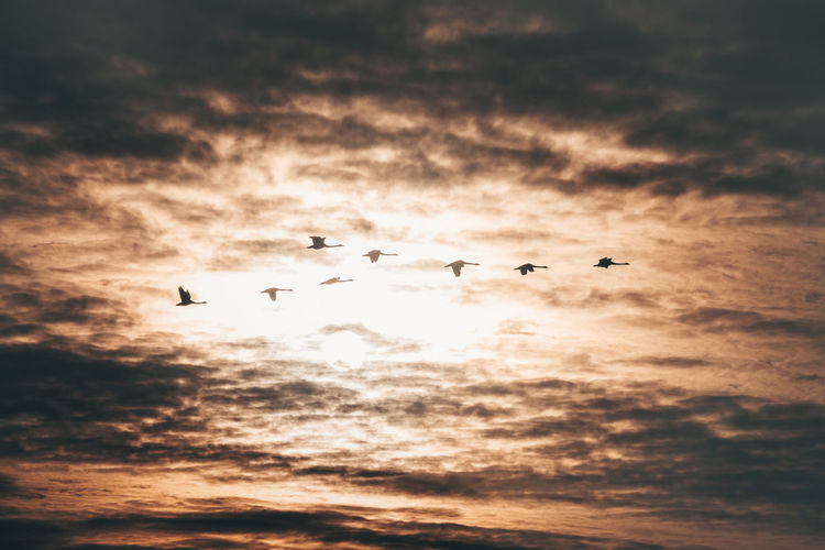 Birds flying in sky