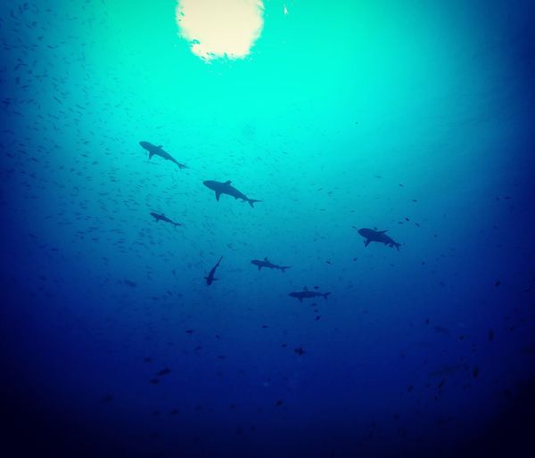 Low angle view of gray reef sharks swimming undersea