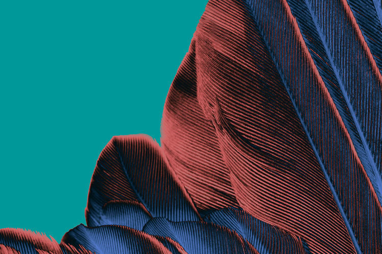 Close-up of feathers against blue background
