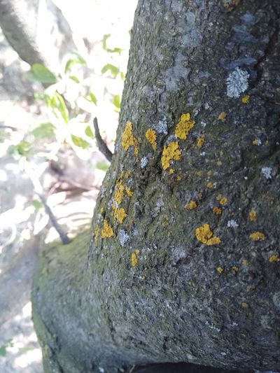 Close-up of moss growing on tree trunk
