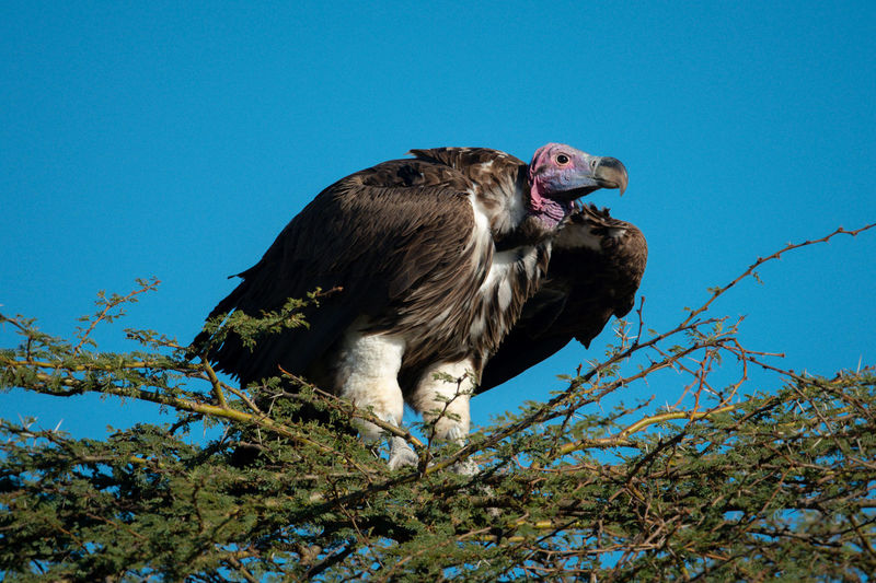 Lappet-faced vulture stands on thornbush in sun