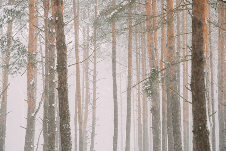 Beautiful snowy white forest in winter frosty day. snowing in winter frost woods. snowy winter 