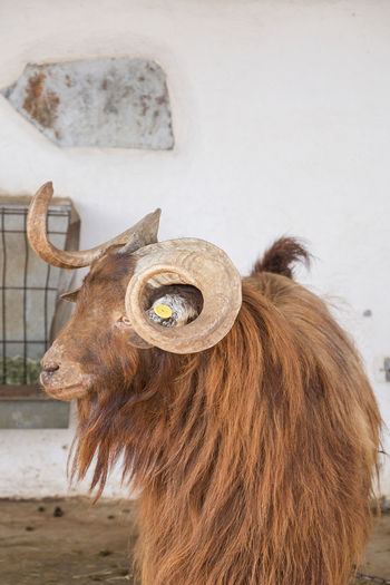 Horned head of a palmera goat.