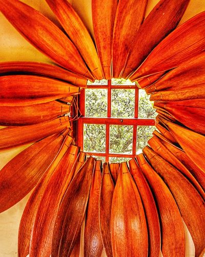Full frame shot of orange flower on window