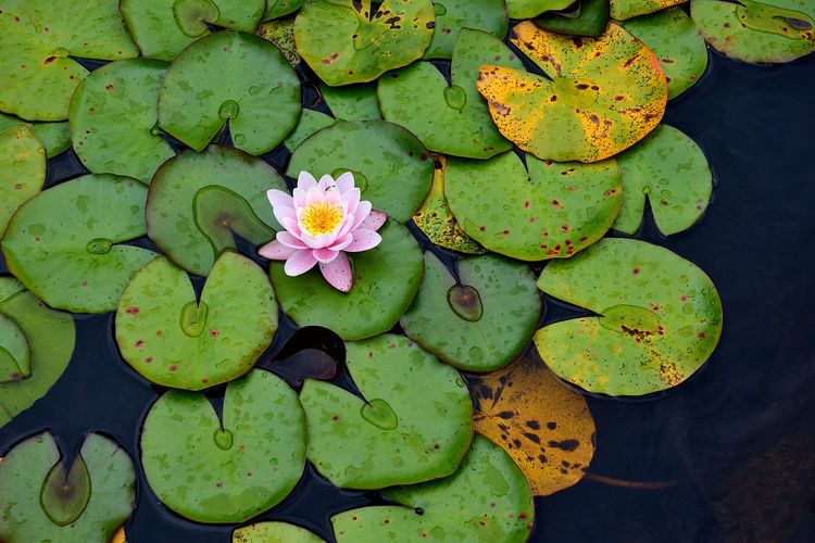 Lilypads at the abkhazis gardens in victoria, canada