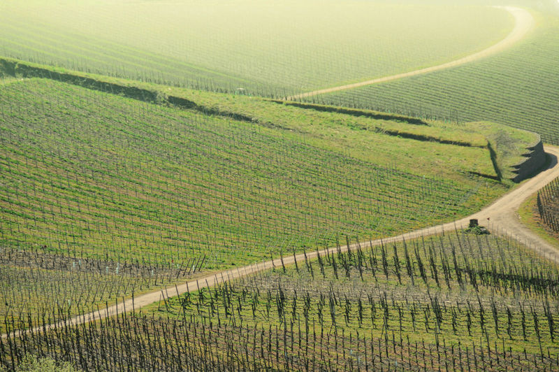 Aerial view of vineyard during spring