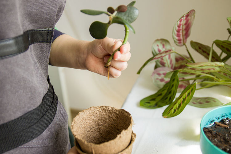 Children's hands hold peat pots for planting plants