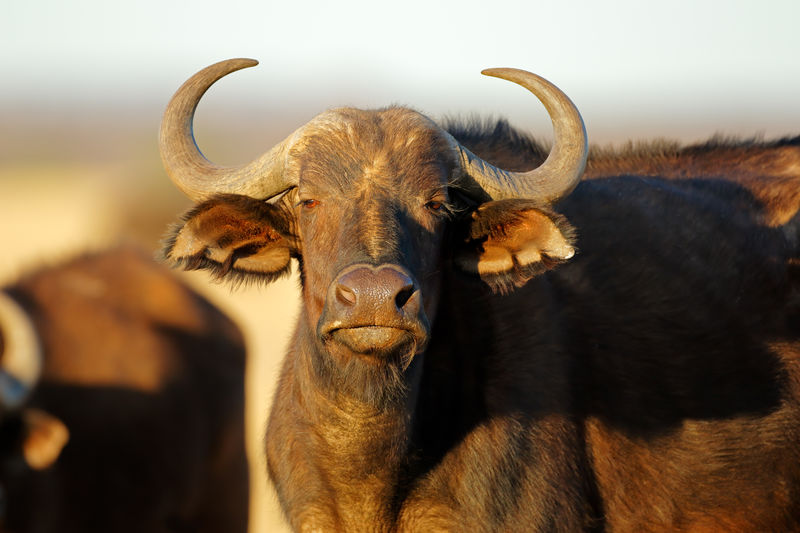 Portrait of an african or cape buffalo -syncerus caffer, mokala national park, south africa