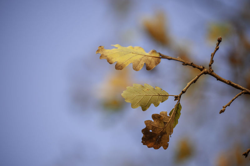 Close-up of autumnal leaves against blurred background