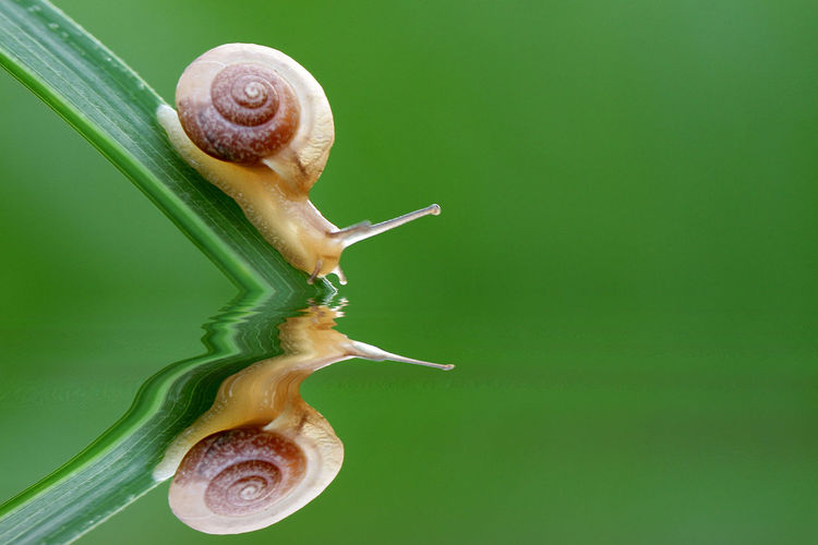 Close-up of snail on grass blade reflecting on calm lake