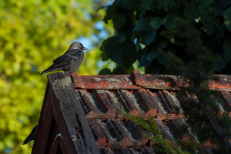 Low angle view of bird perching on wood
