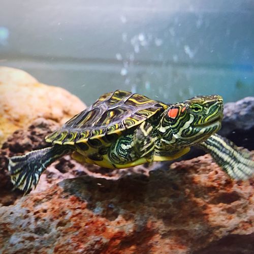 Close-up of young red eared slider turtle swimming in undersea