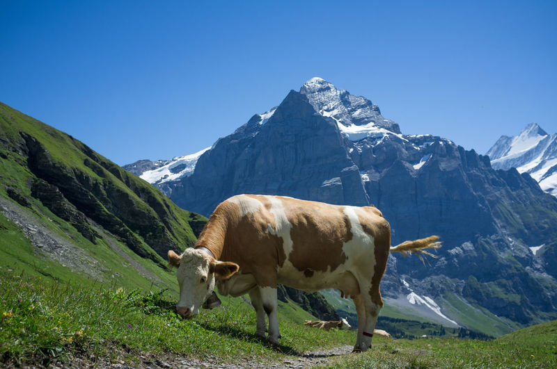 Cow grazing on field against mountains during winter