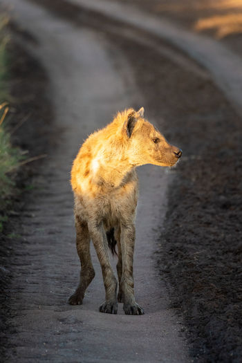 Spotted hyena stands on track looking right