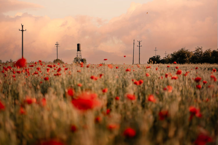 Red poppy flowers growing on field against sky during sunset