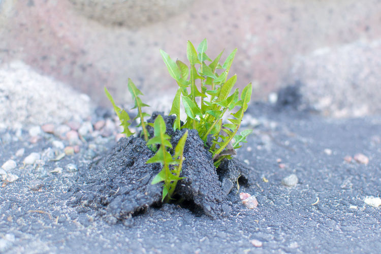 Close-up of plant growing on ground