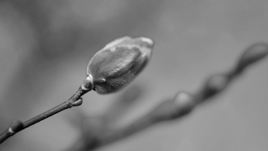 Close-up of flower bud