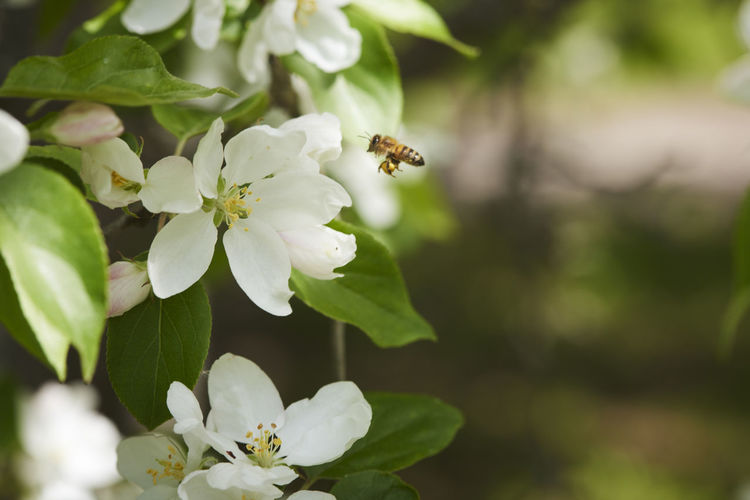 Close-up of white cherry blossom