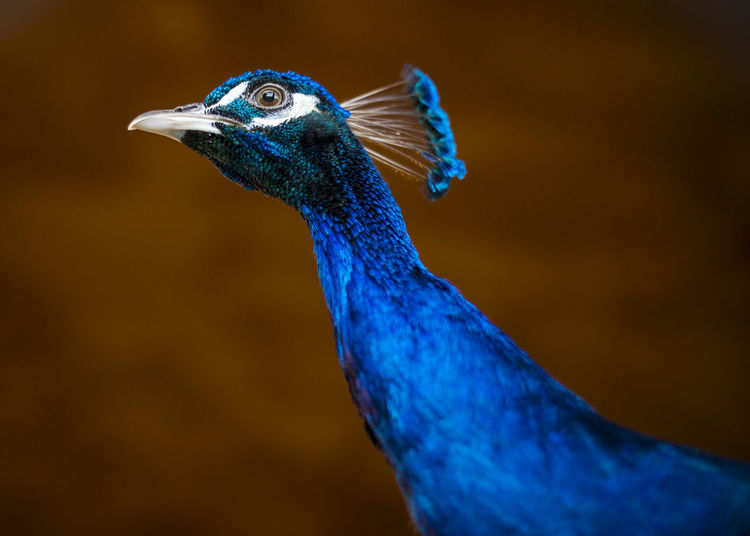 Close-up of a peacock, look dark background