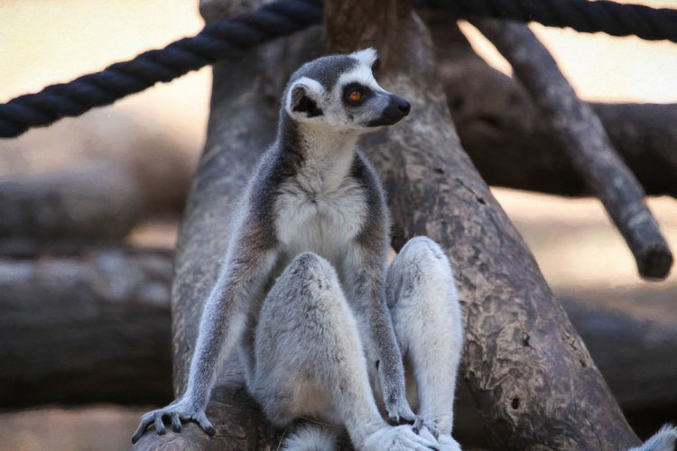 Ring-tailed lemur by tree at dusk