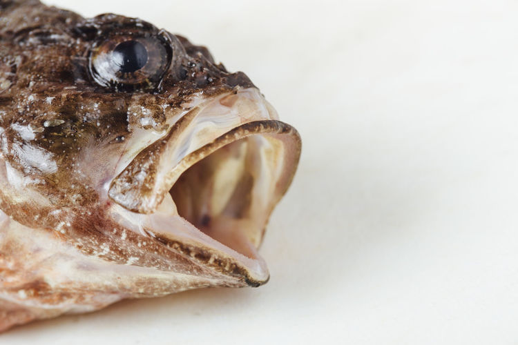 Close-up of dead fish against white background