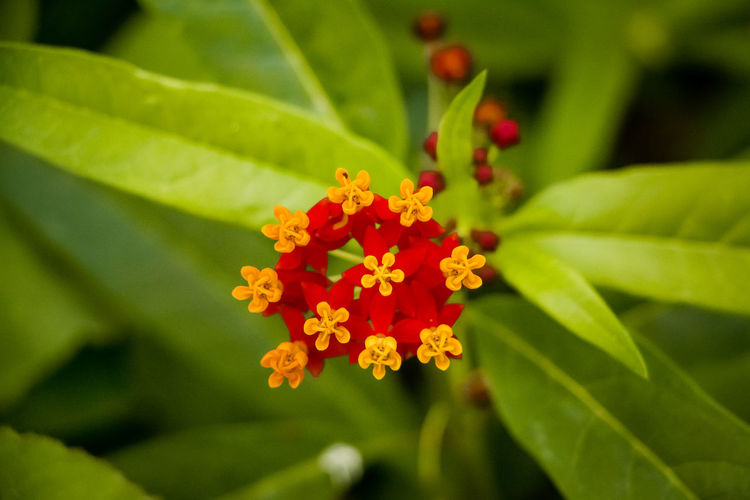 Close-up of orange flowering plant