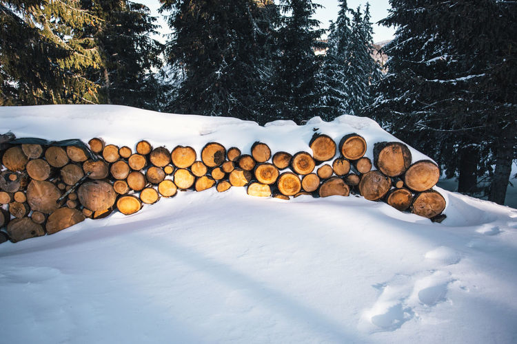 Snow covered stack of logs against trees in forest
