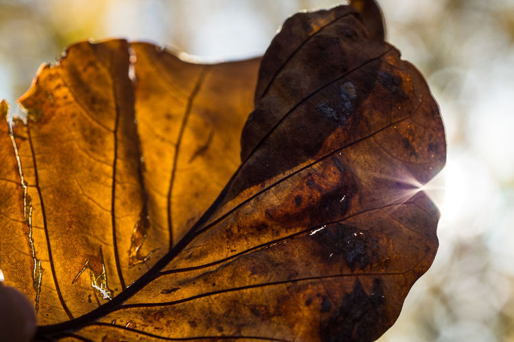 Close-up of fallen dry leaf
