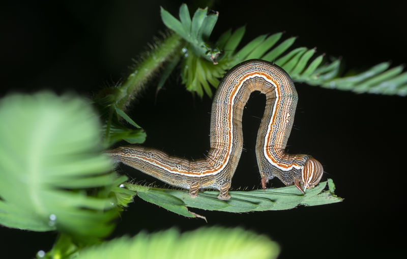 Semilooper thysanoplusia orichalcea noctuidae caterpillar