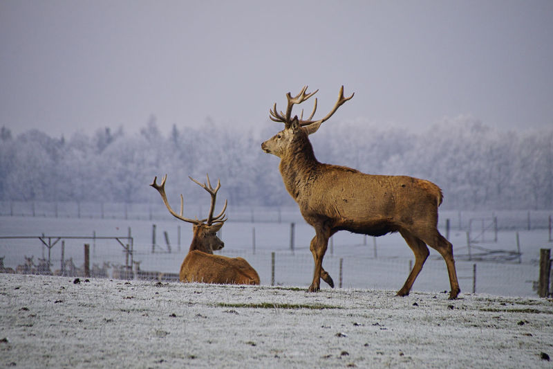 Deer on field during winter
