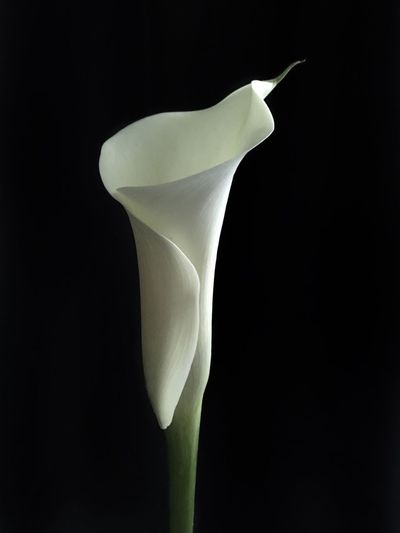 Close-up of calla lily at night