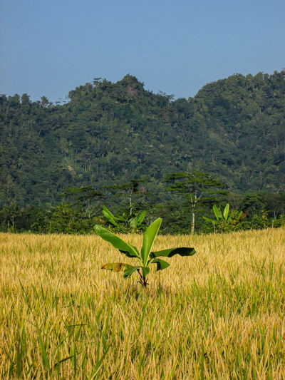 Green plant on land against sky