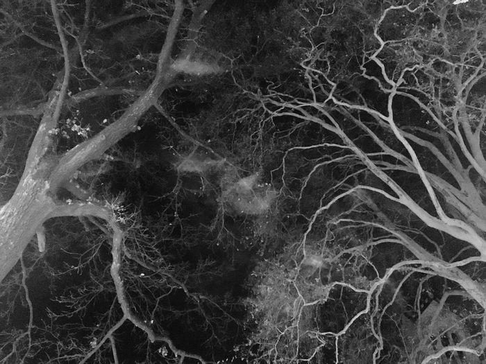 Close-up of bare tree at night