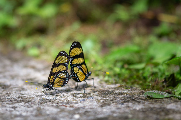 Close-up of two butterflies on the ground
