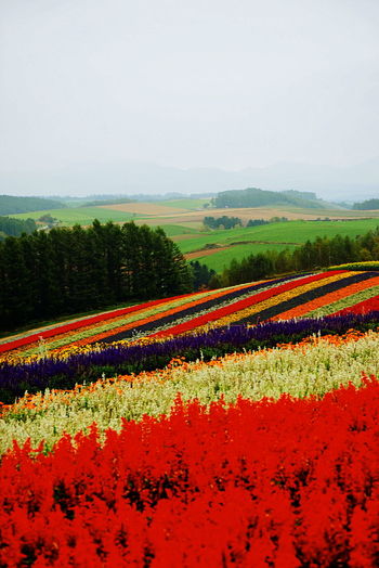 Multi colored flowers growing in field