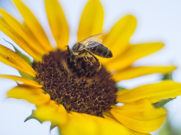 Bee pollinating on sunflower