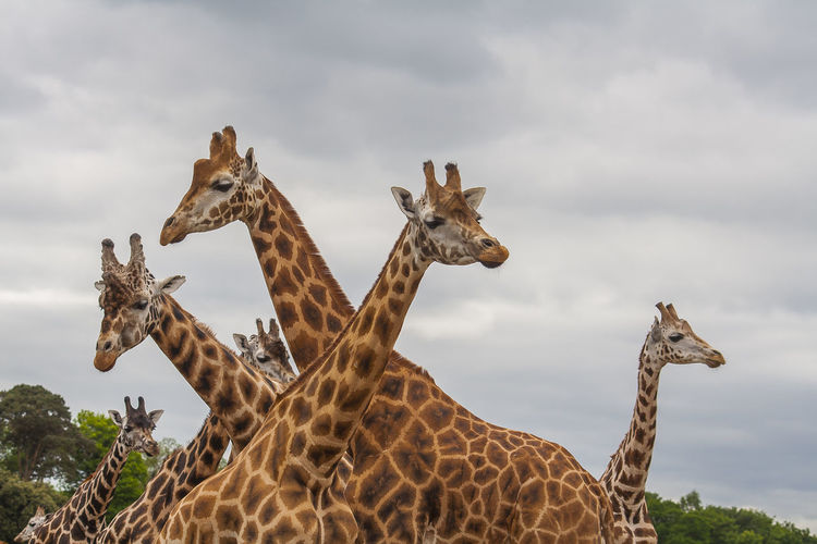 Low angle view of giraffe standing against sky