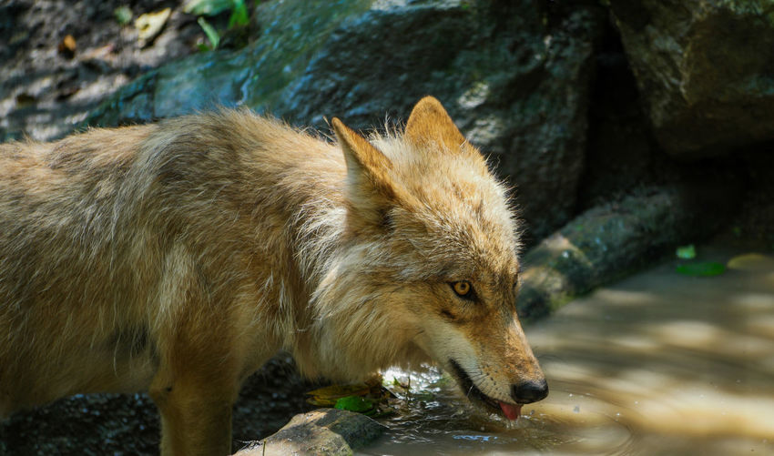 Close-up of wolf
