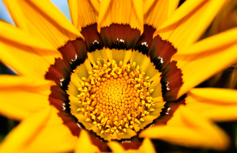Close-up of yellow flower pollen