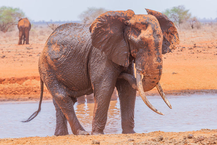 View of elephant drinking water on land