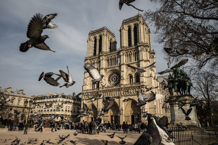 Pigeons flying against notre dame de paris in city