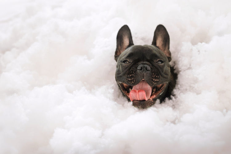 Portrait of a french bulldog in cotton background
