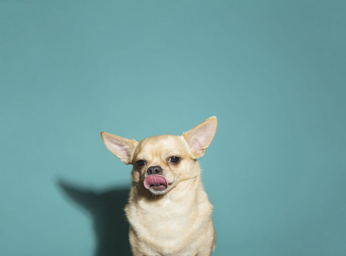 Close up of chihuahua licking nose against aqua blue backdrop, harsh
