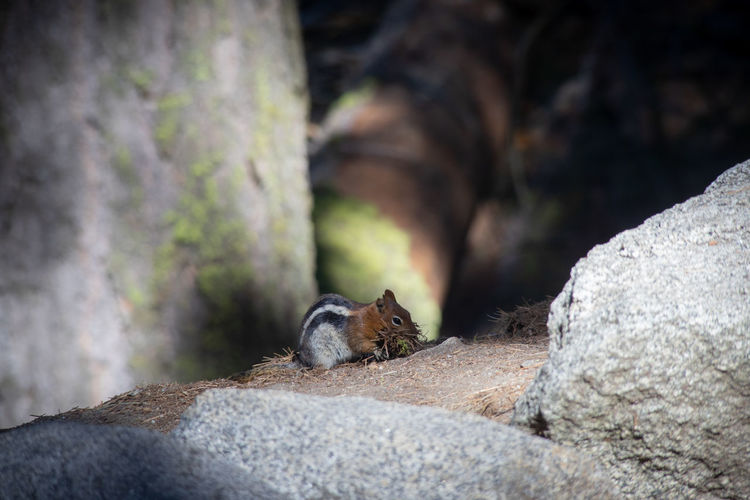 View of squirrel sitting on rock