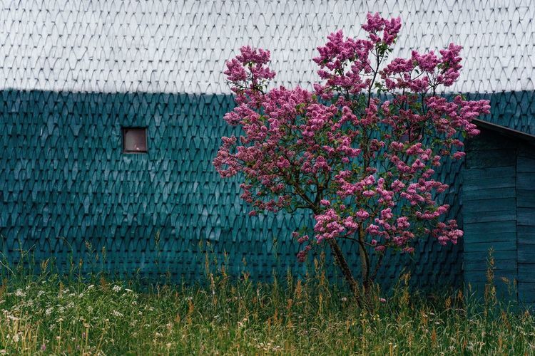 Pink flowering lilac plant against building